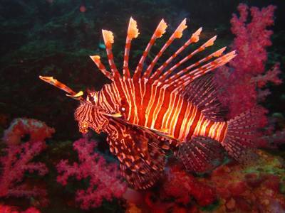 b2ap3_thumbnail_Khaolak-Scuba-Diving-Thailand-PADI-Pacific-Lionfish.JPG