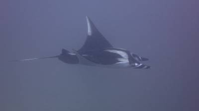 b2ap3_thumbnail_Khaolak-scuba-diving-thailand-padi-course-103_20140709-184705_1.JPG