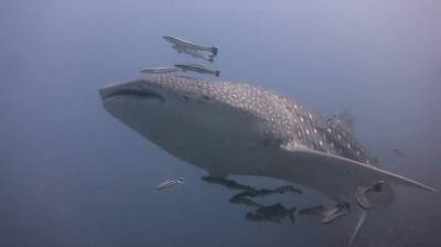 b2ap3_thumbnail_Khaolak-scuba-diving-thailand-padi-course-105_20140709-184709_1.JPG