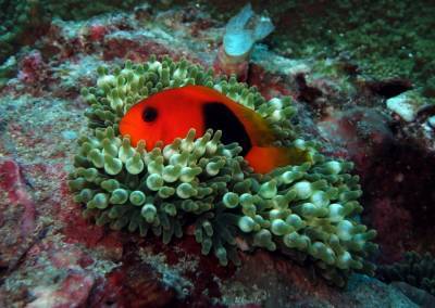 b2ap3_thumbnail_Khaolak-scuba-diving-thailand-padi-course-10_20140709-182842_1.JPG