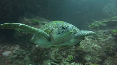 b2ap3_thumbnail_Khaolak-scuba-diving-thailand-padi-course-113_20140709-184833_1.JPG