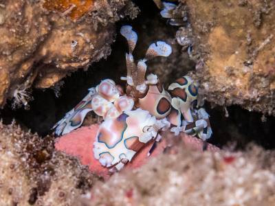 b2ap3_thumbnail_Khaolak-scuba-diving-thailand-padi-course-125_20140709-184849_1.jpg