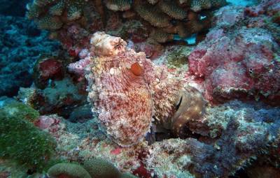b2ap3_thumbnail_Khaolak-scuba-diving-thailand-padi-course-13.JPG
