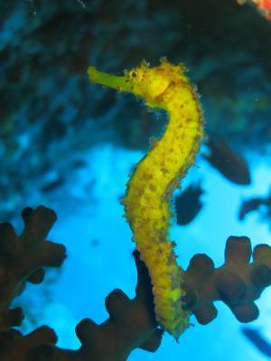 b2ap3_thumbnail_Khaolak-scuba-diving-thailand-padi-course-144.JPG