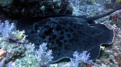 b2ap3_thumbnail_Khaolak-scuba-diving-thailand-padi-course-15.JPG