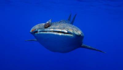 b2ap3_thumbnail_Khaolak-scuba-diving-thailand-padi-course-150_20140709-184917_1.JPG