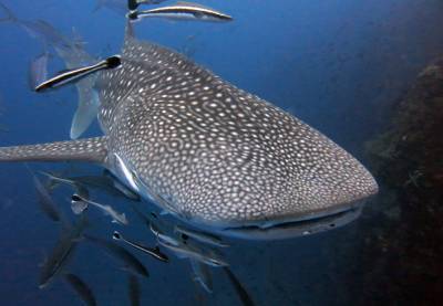 b2ap3_thumbnail_Khaolak-scuba-diving-thailand-padi-course-16.JPG