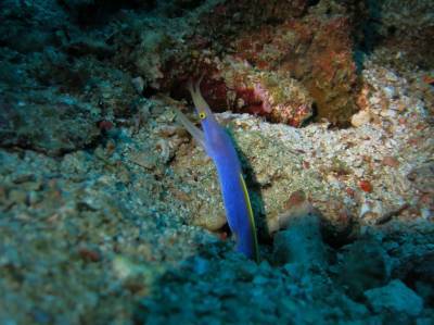 b2ap3_thumbnail_Khaolak-scuba-diving-thailand-padi-course-17.JPG