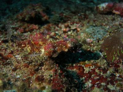 b2ap3_thumbnail_Khaolak-scuba-diving-thailand-padi-course-18.JPG