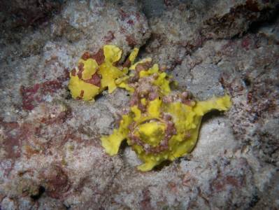 b2ap3_thumbnail_Khaolak-scuba-diving-thailand-padi-course-241_20140709-185147_1.jpg
