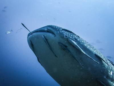 b2ap3_thumbnail_Khaolak-scuba-diving-thailand-padi-course-243_20140709-185149_1.jpg