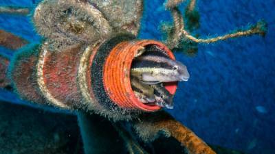 b2ap3_thumbnail_Khaolak-scuba-diving-thailand-padi-course-247_20140709-185155_1.jpg