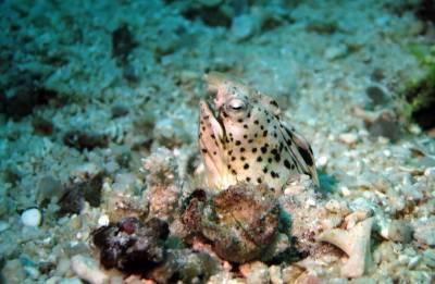 b2ap3_thumbnail_Khaolak-scuba-diving-thailand-padi-course-2_20140709-182830_1.JPG