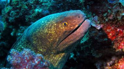 b2ap3_thumbnail_Khaolak-scuba-diving-thailand-padi-course-30.JPG