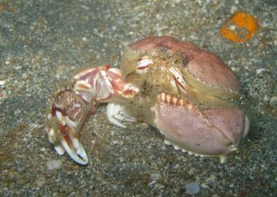 b2ap3_thumbnail_Khaolak-scuba-diving-thailand-padi-course-39.JPG
