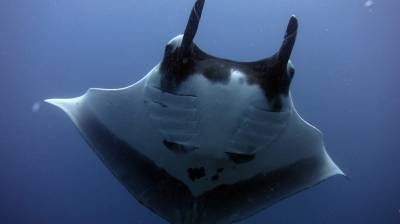 b2ap3_thumbnail_Khaolak-scuba-diving-thailand-padi-course-3_20140709-182832_1.JPG