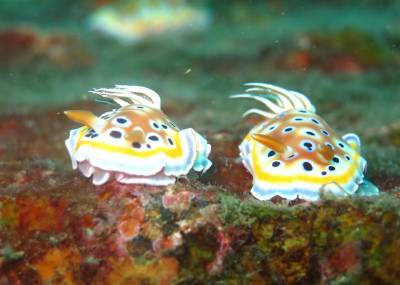 b2ap3_thumbnail_Khaolak-scuba-diving-thailand-padi-course-41.JPG