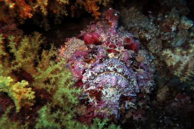 b2ap3_thumbnail_Khaolak-scuba-diving-thailand-padi-course-43.JPG