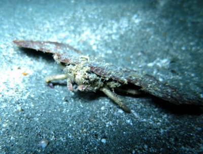b2ap3_thumbnail_Khaolak-scuba-diving-thailand-padi-course-53.JPG