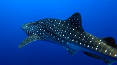 b2ap3_thumbnail_Khaolak-scuba-diving-thailand-padi-course-5_20140709-182834_1.JPG