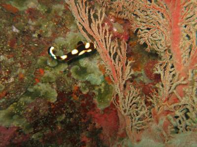 b2ap3_thumbnail_Khaolak-scuba-diving-thailand-padi-course-66.JPG