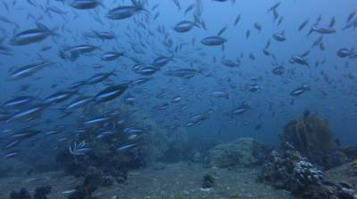 b2ap3_thumbnail_Khaolak-scuba-diving-thailand-padi-course-68.JPG