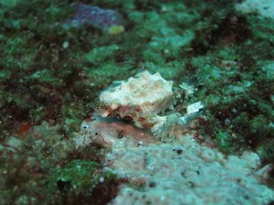b2ap3_thumbnail_Khaolak-scuba-diving-thailand-padi-course-69.JPG