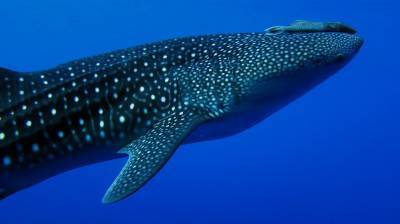b2ap3_thumbnail_Khaolak-scuba-diving-thailand-padi-course-6_20140709-182836_1.JPG