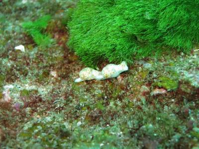 b2ap3_thumbnail_Khaolak-scuba-diving-thailand-padi-course-70.JPG