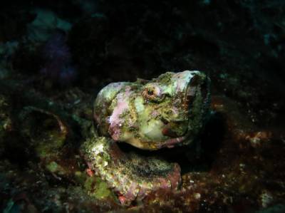 b2ap3_thumbnail_Khaolak-scuba-diving-thailand-padi-course-74.JPG