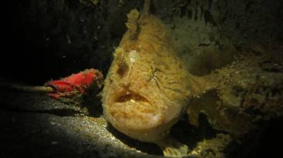b2ap3_thumbnail_Khaolak-scuba-diving-thailand-padi-course-76.JPG