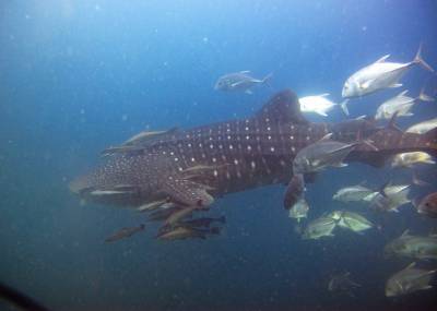 b2ap3_thumbnail_Khaolak-scuba-diving-thailand-padi-course-88_20140709-184640_1.JPG