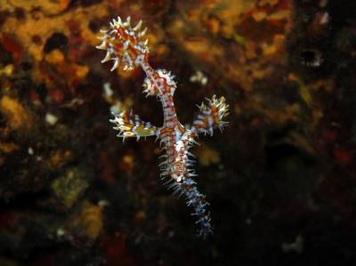 b2ap3_thumbnail_Khaolak-scuba-diving-thailand-padi-course-8_20140709-182839_1.JPG