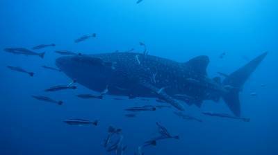 b2ap3_thumbnail_Khaolak-scuba-diving-thailand-padi-course-9_20140709-182840_1.JPG