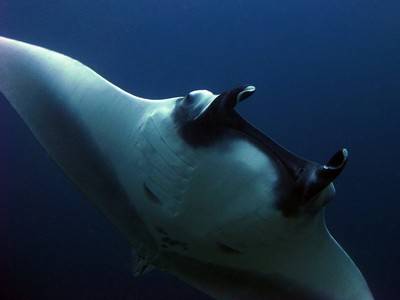 b2ap3_thumbnail_Similan-Dive-Manta-Queen-3-Trip-145-6.jpg