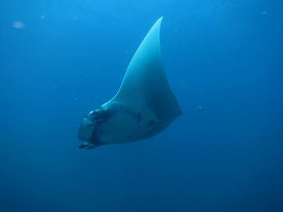 b2ap3_thumbnail_Thailand-Dive-MQ3-Trip144-15.jpg