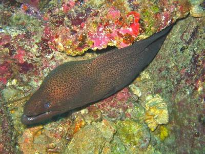 b2ap3_thumbnail_Thailand-Dive-Manta-Queen-6-Trip-157-1.jpg