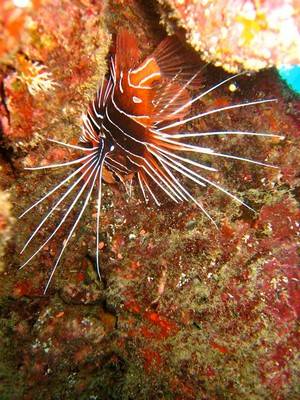 b2ap3_thumbnail_Thailand-Dive-Manta-Queen-6-Trip-157-3.jpg