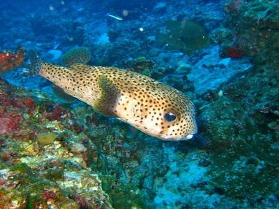 b2ap3_thumbnail_Thailand-Dive-Manta-Queen-6-Trip-157-5.jpg