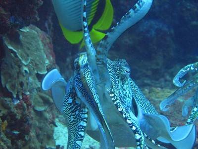 b2ap3_thumbnail_Thailand-dive-Advanced-Open-Water-Course-with--Divemaster-3_20141210-192121_1.jpg
