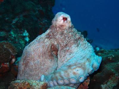 b2ap3_thumbnail_Thailand-dive-Advanced-Open-Water-Course-with--Divemaster-5_20141210-192125_1.jpg