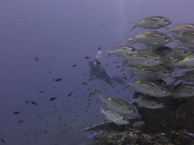 b2ap3_thumbnail_Thailand-dive-Manta-Queen-6-wow-what-a-Manta-Trip-10.jpg