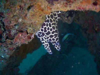 b2ap3_thumbnail_Thailand-dive-PADI-Advanced-Open-Water-Diver-course-on-Manta-Queen-7-3.jpg
