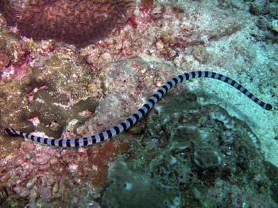 b2ap3_thumbnail_Thailand-dive-PADI-Advanced-Open-Water-Diver-course-on-Manta-Queen-7-7.jpg