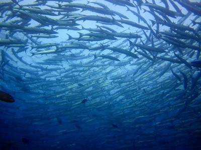b2ap3_thumbnail_Thailand-dive-Trip-162-4.jpg
