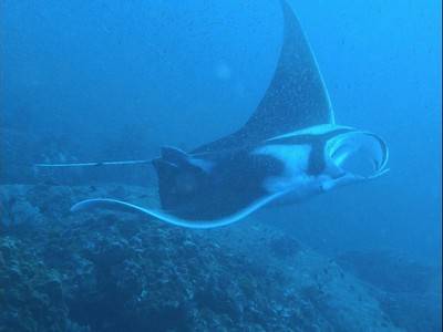 b2ap3_thumbnail_Thailand-dive-excited-Tablamu-pier-with-16-guests--from-all-over-the-world-6.jpg