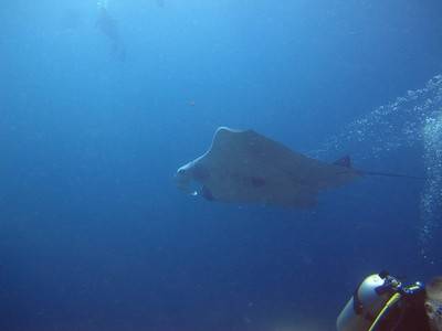 b2ap3_thumbnail_Thailand-dive-join-KSA-to-complete-in-the-PADI-Dixcover-Scuba-Diving-program-4.jpg