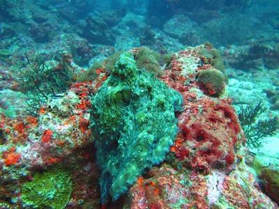 b2ap3_thumbnail_Thailand-dive-join-KSA-to-complete-in-the-PADI-Dixcover-Scuba-Diving-program-5.jpg