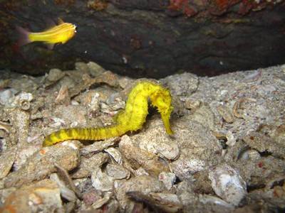 b2ap3_thumbnail_Thailand-dive-join-KSA-to-complete-in-the-PADI-Dixcover-Scuba-Diving-program-6.jpg