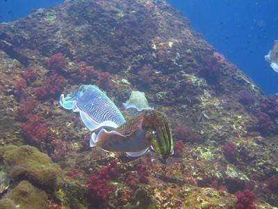 b2ap3_thumbnail_Thailand-dive-join-KSA-to-complete-in-the-PADI-Dixcover-Scuba-Diving-program-7.jpg